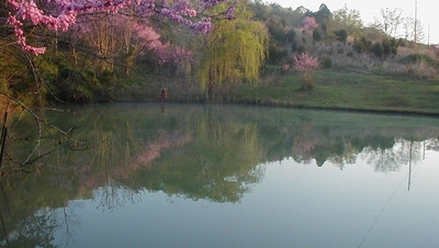 Image Pond at Koi Village