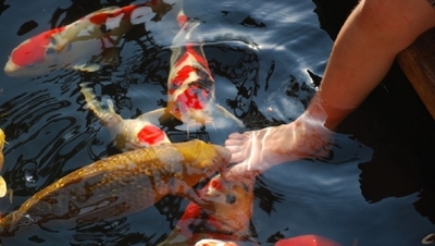 Image Mike Grepiotis uses Ultimate Koi Clay