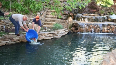 Image Delivering young koi to a pond in Memphis, TN